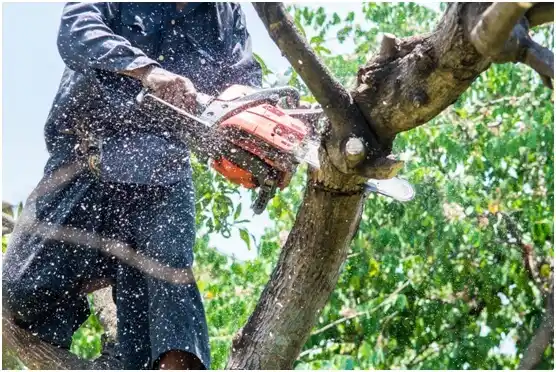 tree services Braddock Hills